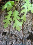 summer photograph Moseik_Turkse_eik__Quercus_cerris__Turkey_oakimg_7504.jpg