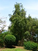 summer photograph Peperboom__Schinus_molle__California_peppertree_Brazilian_peppertreeimg_7100.jpg