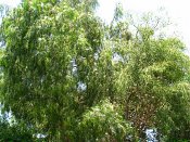 summer photograph Peperboom__Schinus_molle__California_peppertree_Brazilian_peppertreeimg_7101.jpg