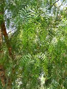 summer photograph Peperboom__Schinus_molle__California_peppertree_Brazilian_peppertreeimg_7102.jpg