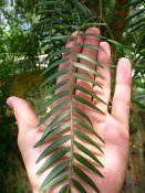 summer photograph Peperboom__Schinus_molle__California_peppertree_Brazilian_peppertreeimg_7103.jpg