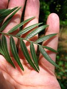 summer photograph Peperboom__Schinus_molle__California_peppertree_Brazilian_peppertreeimg_7104.jpg