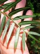 summer photograph Peperboom__Schinus_molle__California_peppertree_Brazilian_peppertreeimg_7105.jpg