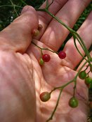 summer photograph Peperboom__Schinus_molle__California_peppertree_Brazilian_peppertreeimg_7106.jpg