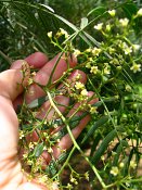 summer photograph Peperboom__Schinus_molle__California_peppertree_Brazilian_peppertreeimg_7107.jpg