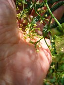 summer photograph Peperboom__Schinus_molle__California_peppertree_Brazilian_peppertreeimg_7108.jpg