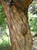 summer photograph Peperboom__Schinus_molle__California_peppertree_Brazilian_peppertreeimg_7109.jpg
