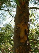 summer photograph Peperboom__Schinus_molle__California_peppertree_Brazilian_peppertreeimg_7110.jpg