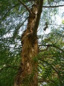 summer photograph Peperboom__Schinus_molle__California_peppertree_Brazilian_peppertreeimg_7111.jpg