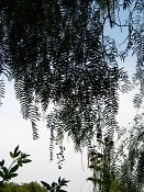 summer photograph Peperboom__Schinus_molle__California_peppertree_Brazilian_peppertreeimg_7112.jpg