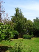 summer photograph Peperboom__Schinus_molle__California_peppertree_Brazilian_peppertreeimg_7115.jpg