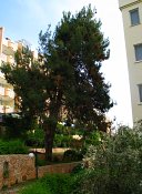 summer photograph Turkse_den__Pinus_brutia__Turkish_pineimg_7248.jpg