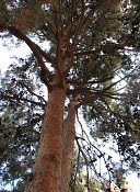 summer photograph Turkse_den__Pinus_brutia__Turkish_pineimg_7249.jpg