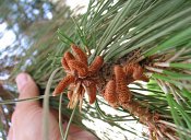 summer photograph Turkse_den__Pinus_brutia__Turkish_pineimg_7260.jpg