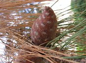 summer photograph Turkse_den__Pinus_brutia__Turkish_pineimg_7261.jpg