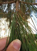 summer photograph Turkse_den__Pinus_brutia__Turkish_pineimg_7263.jpg