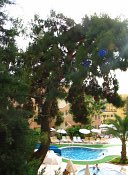 summer photograph Turkse_den__Pinus_brutia__Turkish_pineimg_7278.jpg