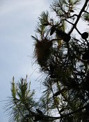 summer photograph Turkse_den__Pinus_brutia__Turkish_pineimg_7280.jpg