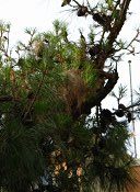 summer photograph Turkse_den__Pinus_brutia__Turkish_pineimg_7281.jpg