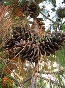 summer photograph Turkse_den__Pinus_brutia__Turkish_pineimg_7284.jpg