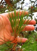 summer photograph Turkse_den__Pinus_brutia__Turkish_pineimg_7285.jpg