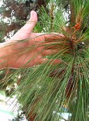 summer photograph Turkse_den__Pinus_brutia__Turkish_pineimg_7286.jpg