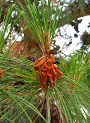 summer photograph Turkse_den__Pinus_brutia__Turkish_pineimg_7287.jpg