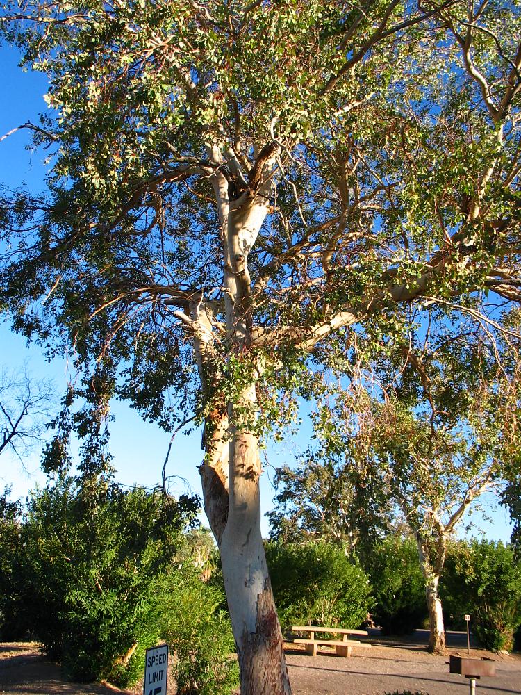 bluegum eucalyptus eucalyptus globulus lasvegas American trees , Bryce