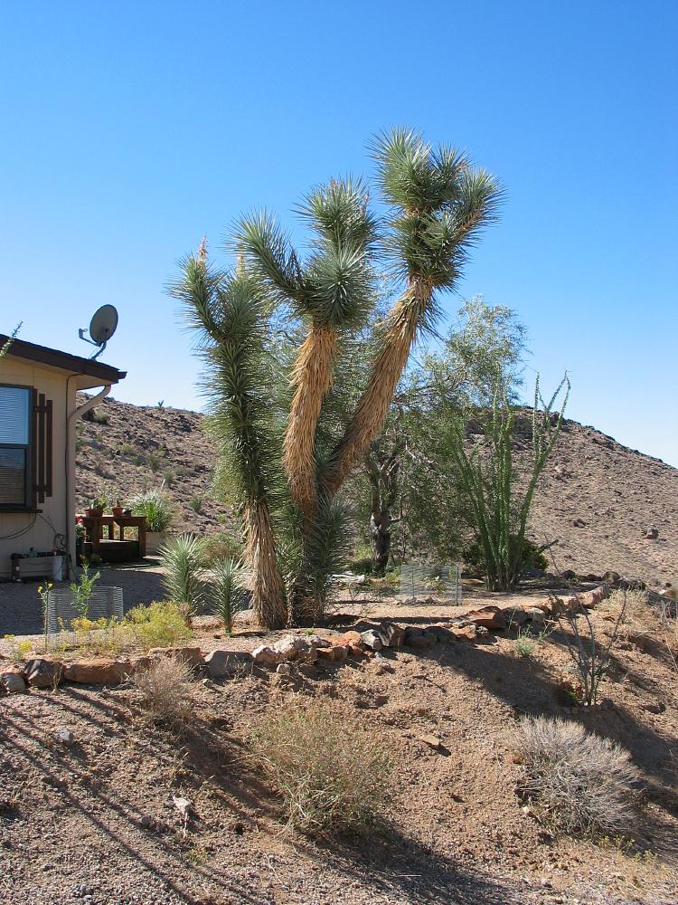 joshua tree yucca brevifolia Amerikaanse bomen, Bryce, zion, grand