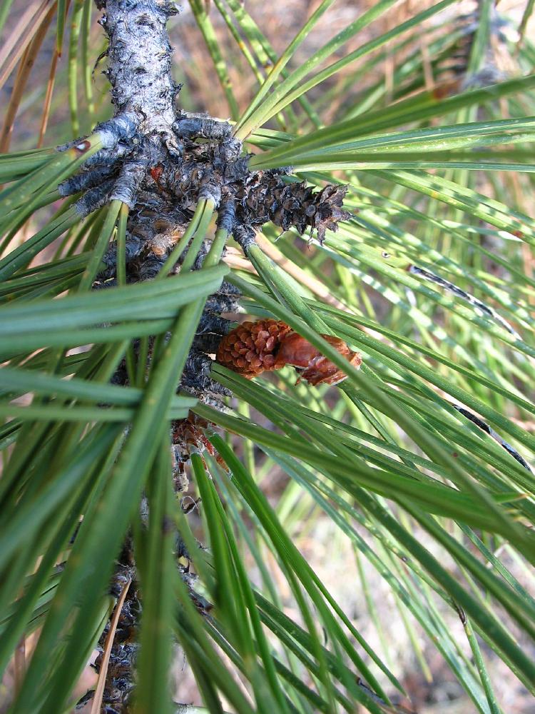 ponderosa pine pinus ponderosa bryce American trees , Bryce, zion