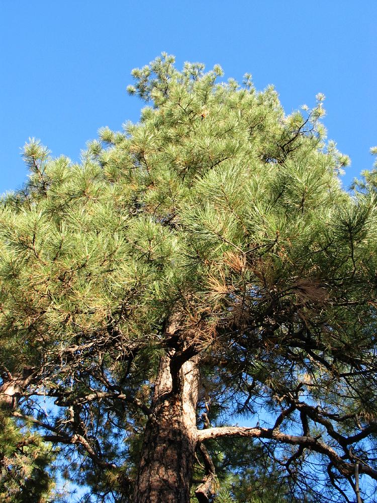 ponderosa pine pinus ponderosa bryce American trees , Bryce, zion