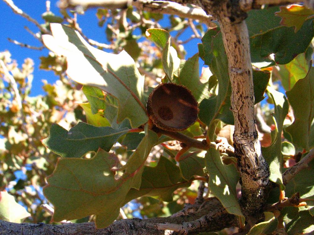 shrub live oak Quercus_turbinella monumentvalley American trees , Bryce
