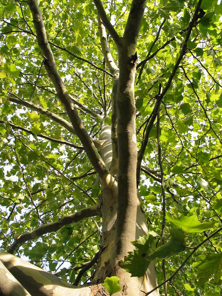 sycamore platanus occidentalis washington American trees , Bryce, zion