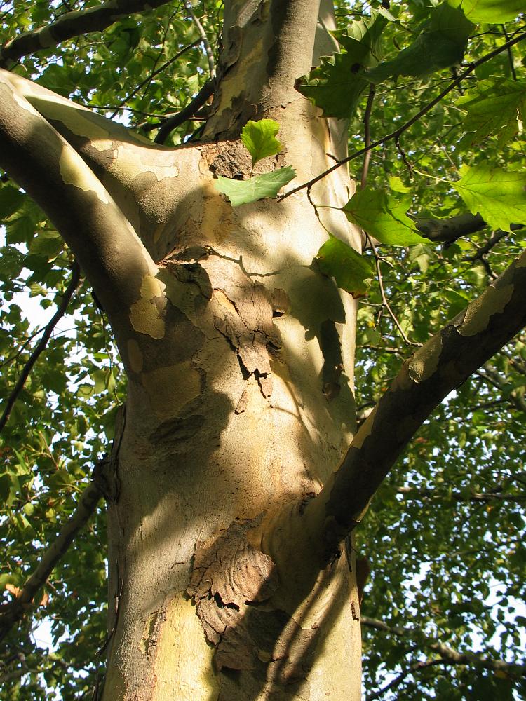 sycamore platanus occidentalis washington American trees , Bryce, zion