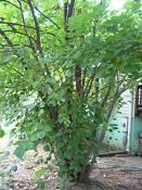 summer photograph Eastern_redbud__cercis_canadensis_washingtonimg_7435.jpg