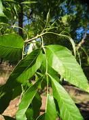 summer photograph american_ash__fraxinus_spec_zionimg_8146.jpg