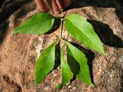 summer photograph american_ash__fraxinus_spec_zionimg_8147.jpg