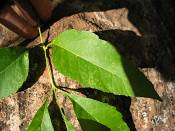 summer photograph american_ash__fraxinus_spec_zionimg_8148.jpg