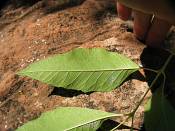 summer photograph american_ash__fraxinus_spec_zionimg_8149.jpg