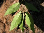 summer photograph american_ash__fraxinus_spec_zionimg_8150.jpg