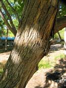 summer photograph american_ash__fraxinus_spec_zionimg_8151.jpg