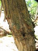 summer photograph american_ash__fraxinus_spec_zionimg_8152.jpg