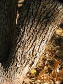 summer photograph american_ash__fraxinus_spec_zionimg_8153.jpg