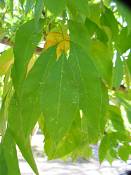 summer photograph american_ash__fraxinus_spec_zionimg_8154.jpg