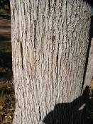 summer photograph american_ash__fraxinus_spec_zionimg_8157.jpg