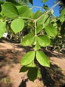 summer photograph american_ash__fraxinus_spec_zionimg_8159.jpg