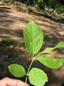 summer photograph american_ash__fraxinus_spec_zionimg_8160.jpg