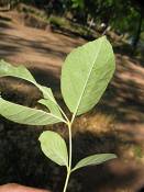 summer photograph american_ash__fraxinus_spec_zionimg_8161.jpg