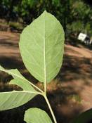 summer photograph american_ash__fraxinus_spec_zionimg_8162.jpg