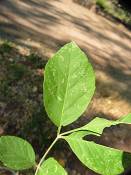 summer photograph american_ash__fraxinus_spec_zionimg_8163.jpg